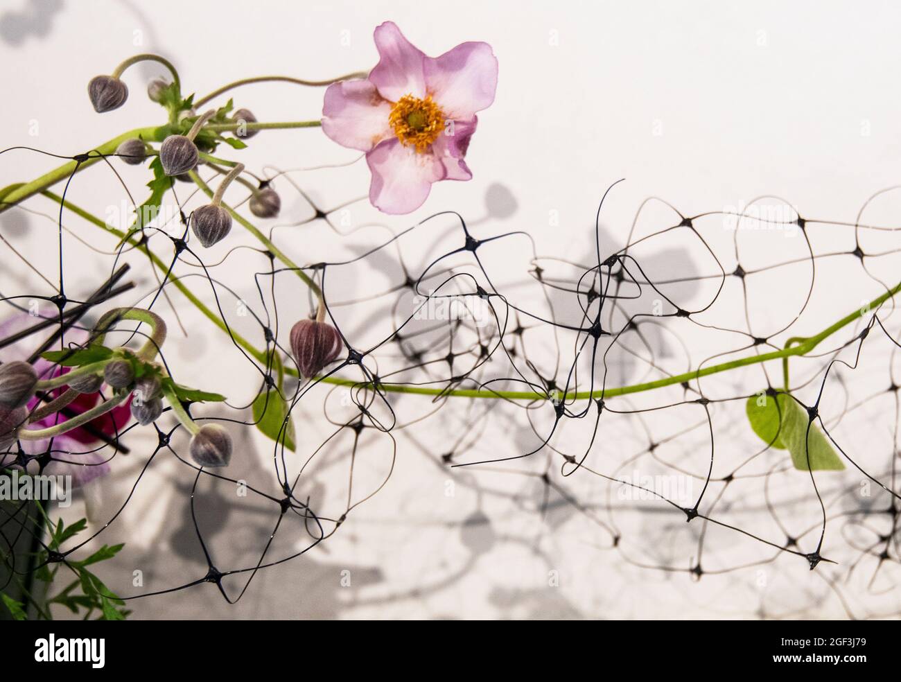 Exposition de fleurs en intérieur au jardin botanique de Berkshire Stockbridge, Massachusetts Banque D'Images