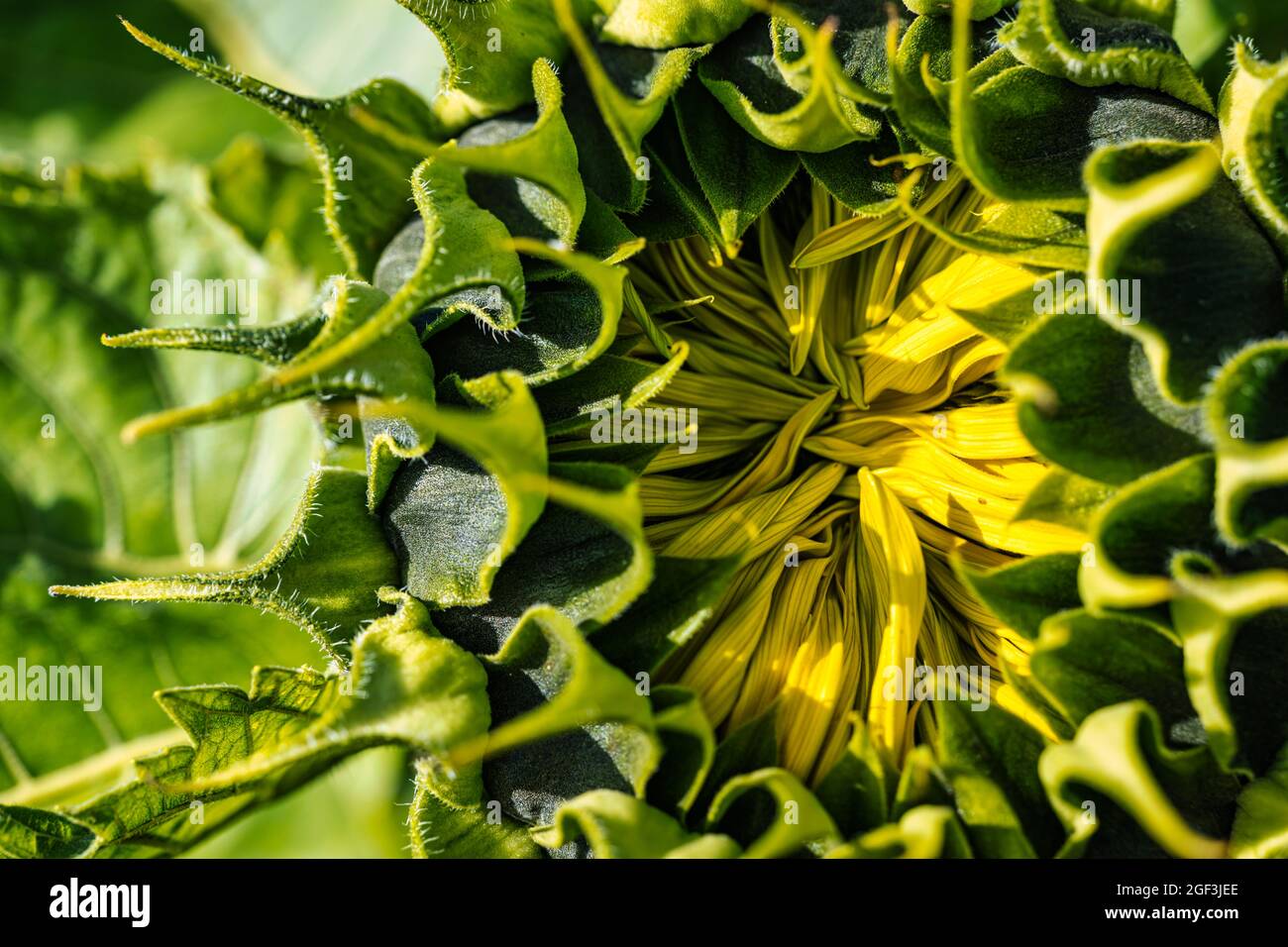 Gros plan de la tête de graine de tournesol mûrissant au soleil, Reast Lothian, Écosse, Royaume-Uni Banque D'Images