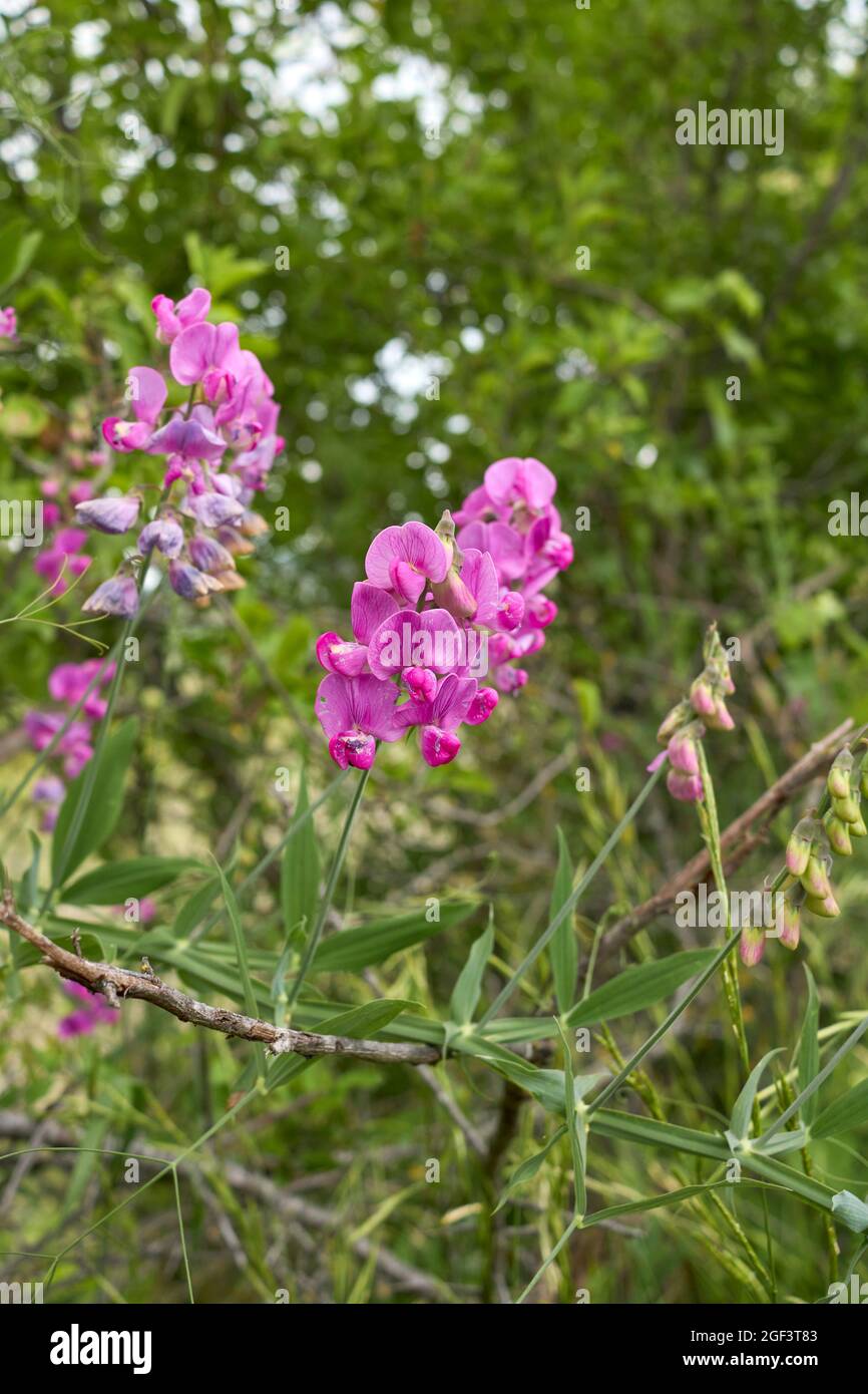 Lathyrus sylvestris des fleurs violettes Banque D'Images