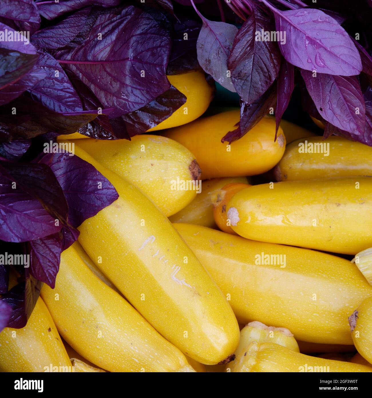 Légumes biologiques fraîchement récoltés : aimalanthe rouge et courgettes jaunes Banque D'Images