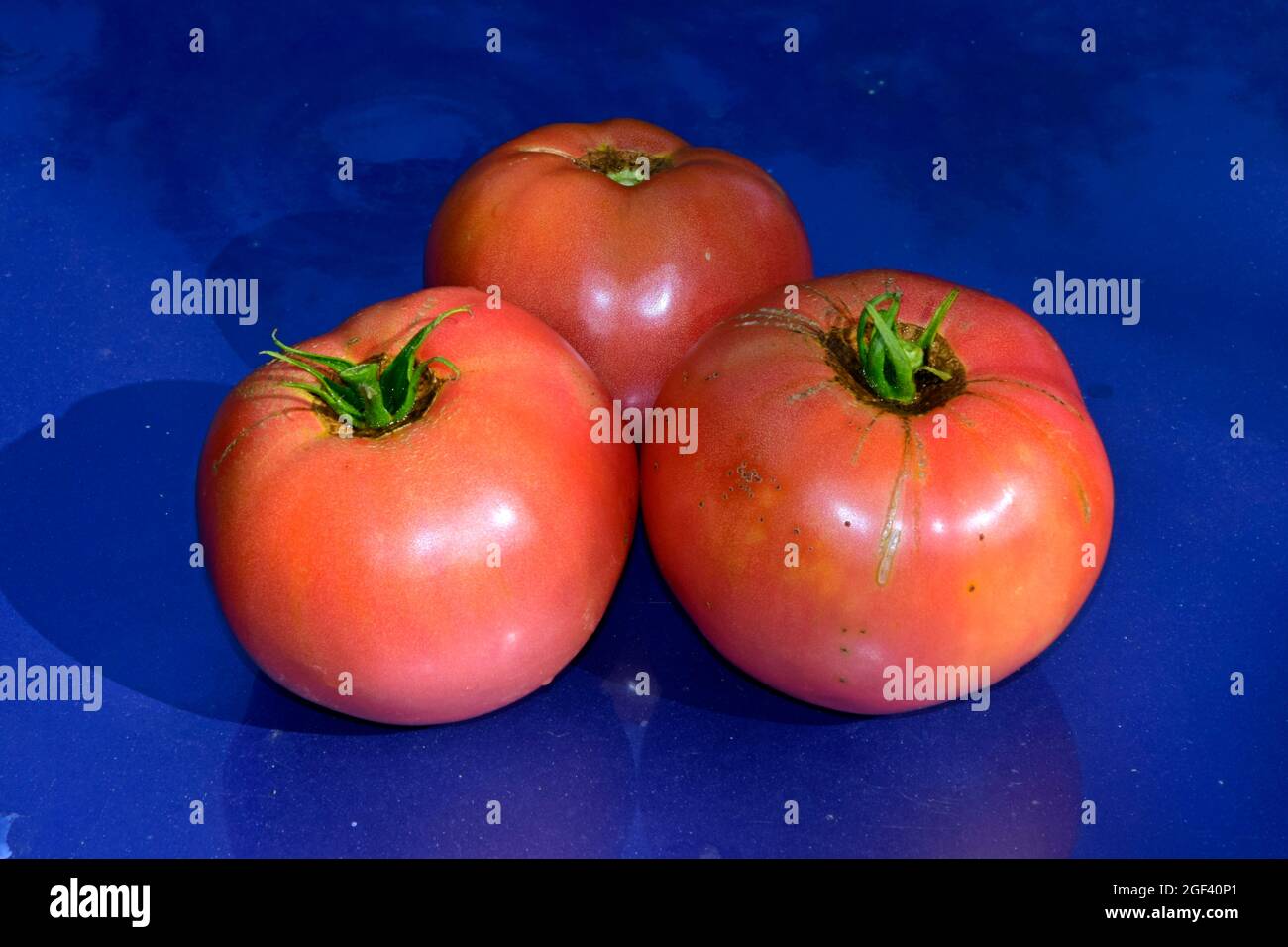 Trois tomates globulaire, mûres et rouges avec tige verte fraîchement cueillies et placées sur une surface bleue brillante, réfléchissante en vue rapprochée Banque D'Images