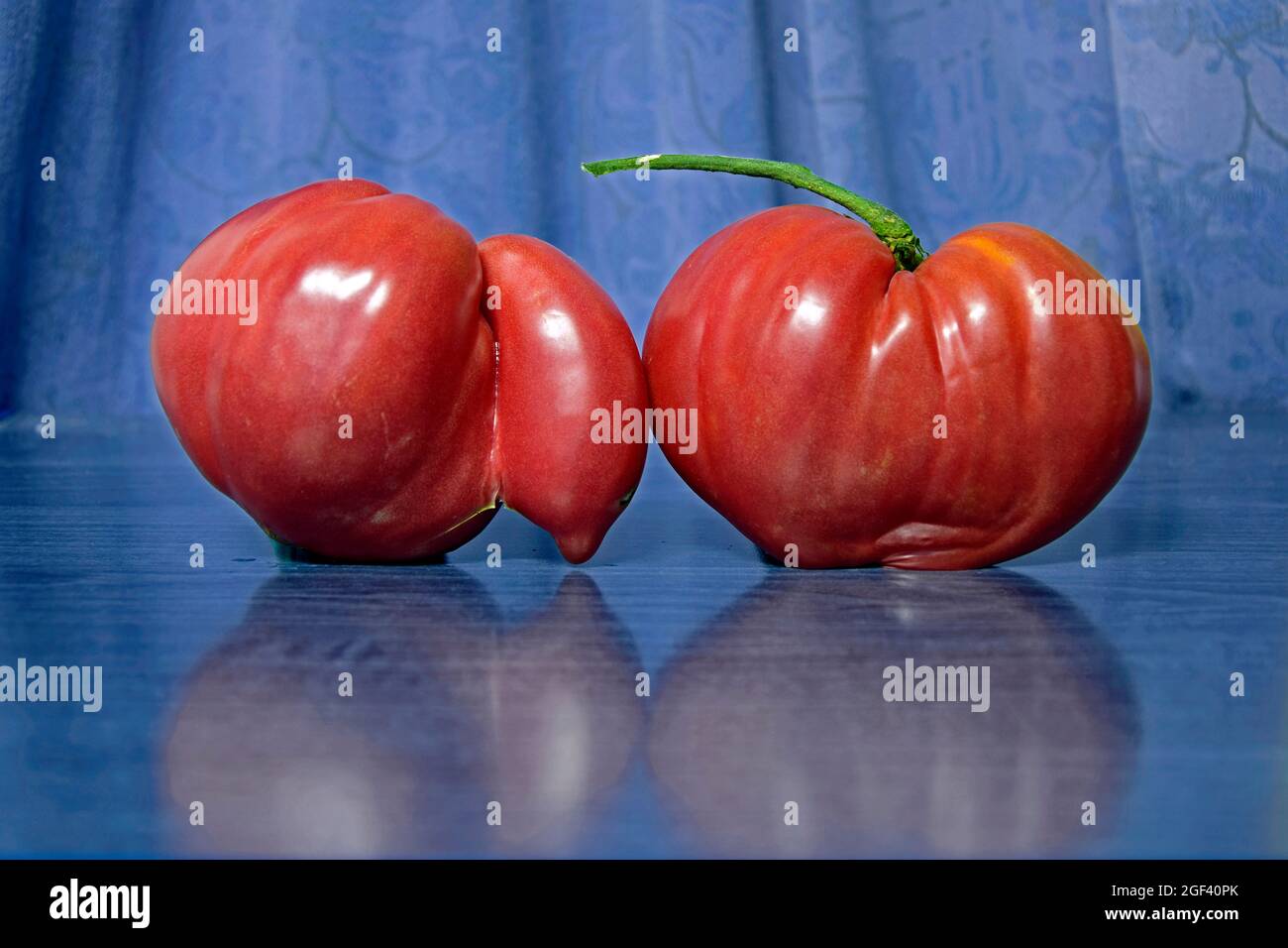 Couple de tomates mûres en forme de cœur, brillantes, rouges, en gros plan dans un environnement bleu flou. Banque D'Images