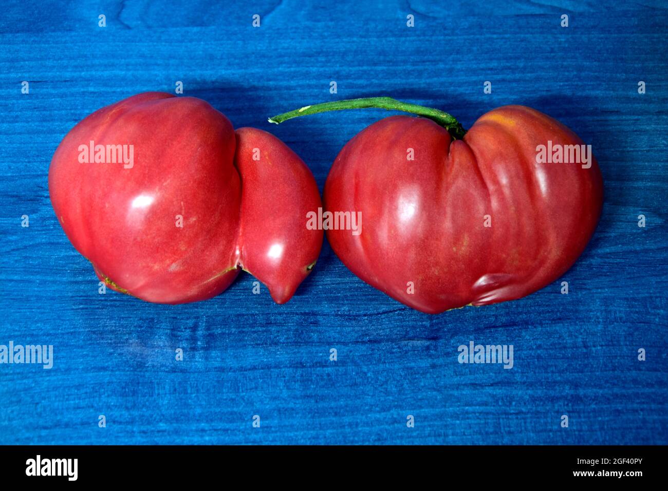 Couple de tomates mûres en forme de cœur, brillantes, rouges, en gros plan sur un plan d'examen bleu. Banque D'Images