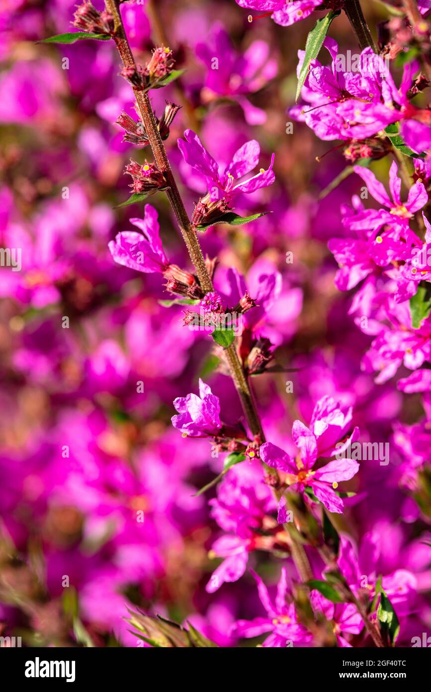 Dynamic Lythrum virgatum 'Dropmore Purple', Wand loestrife 'Dropmore Purple', portrait naturel des plantes Banque D'Images