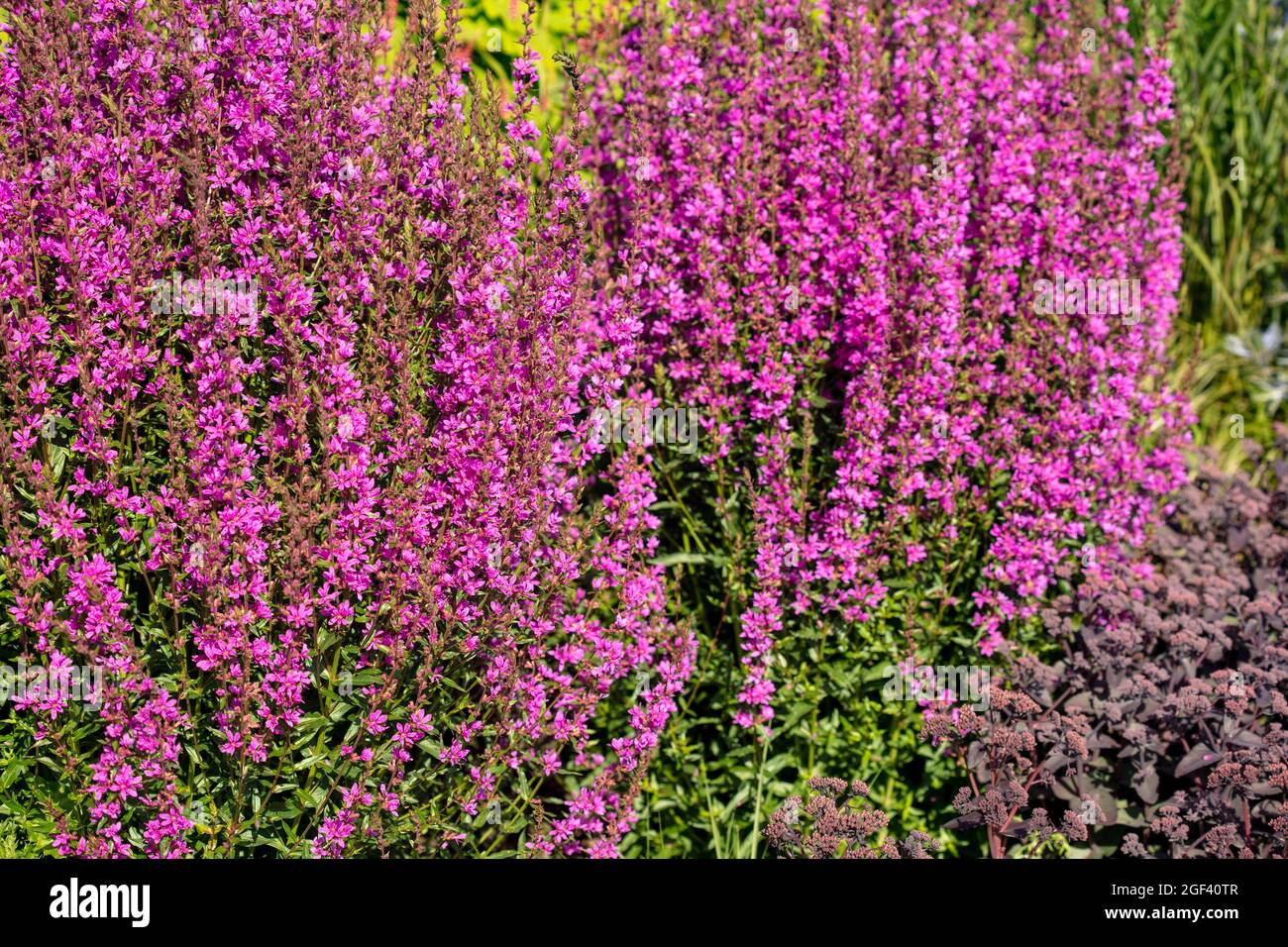 Dynamic Lythrum virgatum 'Dropmore Purple', Wand loestrife 'Dropmore Purple', portrait naturel des plantes Banque D'Images