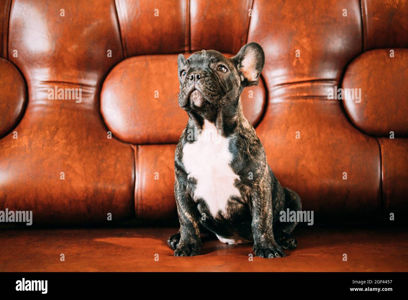 Jeune Petit Chien De Bouvier Noir Francais Chiot Assis Sur Un Canape Chien Drole Bebe Avec De Beaux Yeux Musques Noirs Bulldog Chien Chiot Adorable Bulldog Drole Photo Stock Alamy