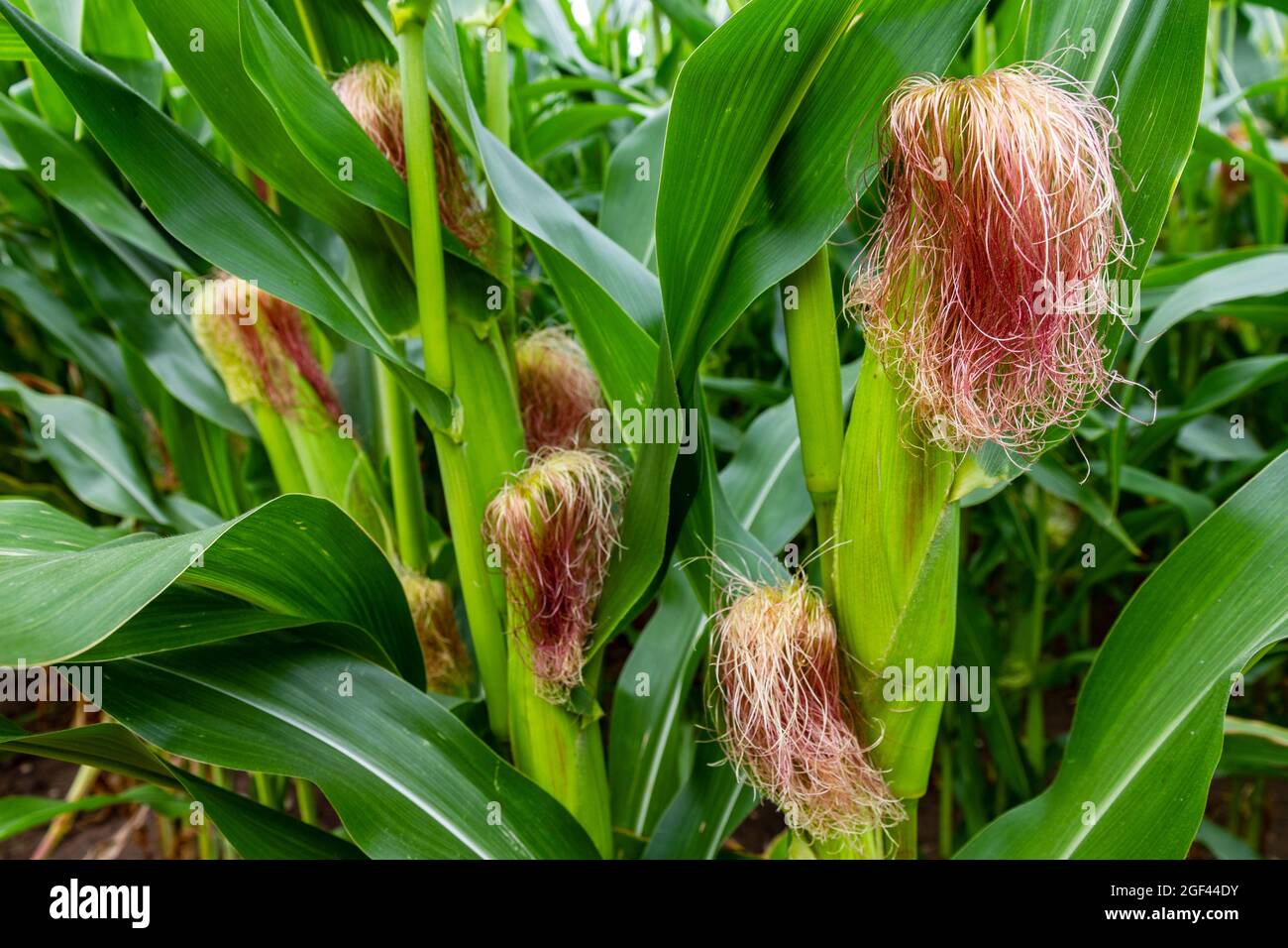 Soie de maïs sur maïs biocarburant récolte Suffolk Banque D'Images