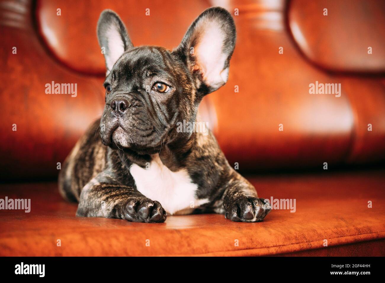 Jeune Petit Chien De Bouvier Noir A La Francaise Chiot Couche Sur Un Canape Chien Drole Bebe Avec De Beaux Yeux Musques Noirs Bulldog Chien Chiot Adorable Bulldog Puppy Photo Stock