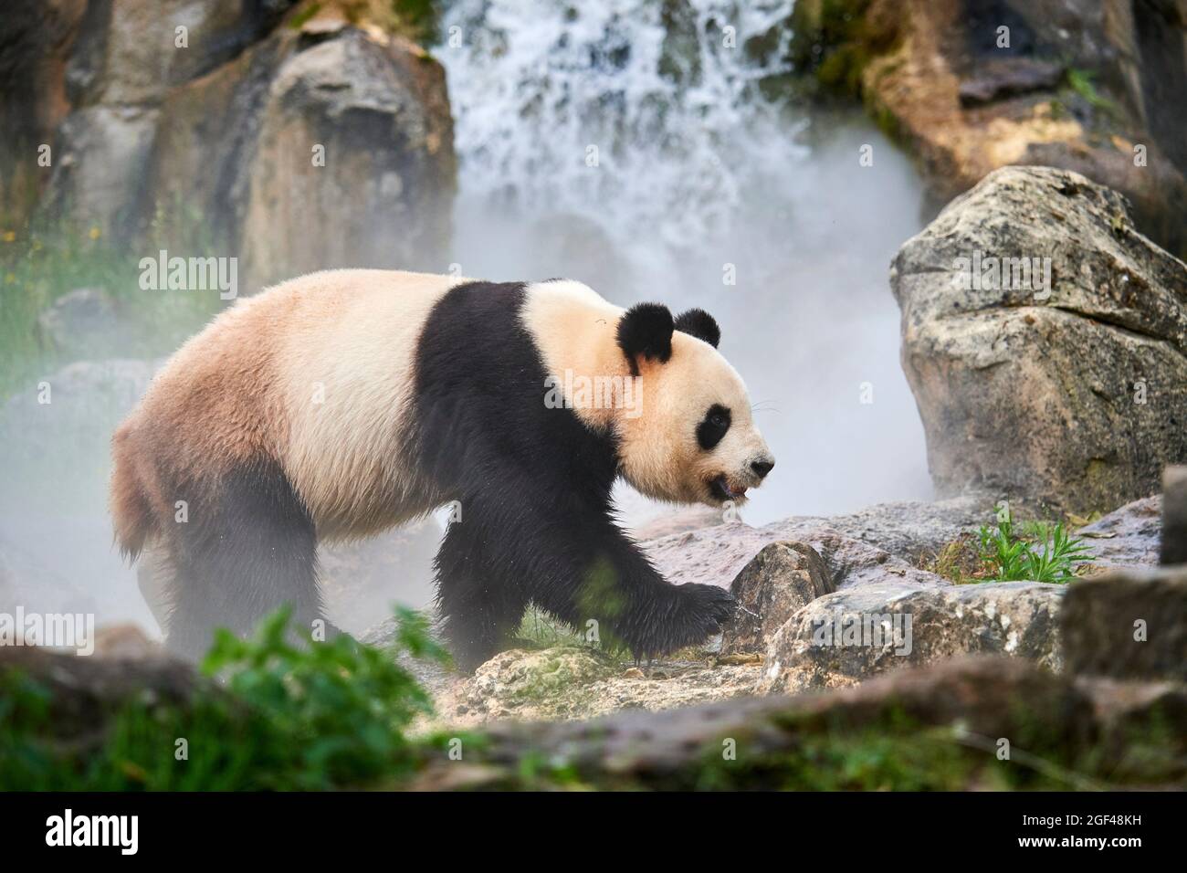 Panda géante (Ailuropoda melanoleuca) mâle dans son enceinte en brume, captive au zoo de Beauval, Saint Aignan sur cher, France. La brume est créée Banque D'Images