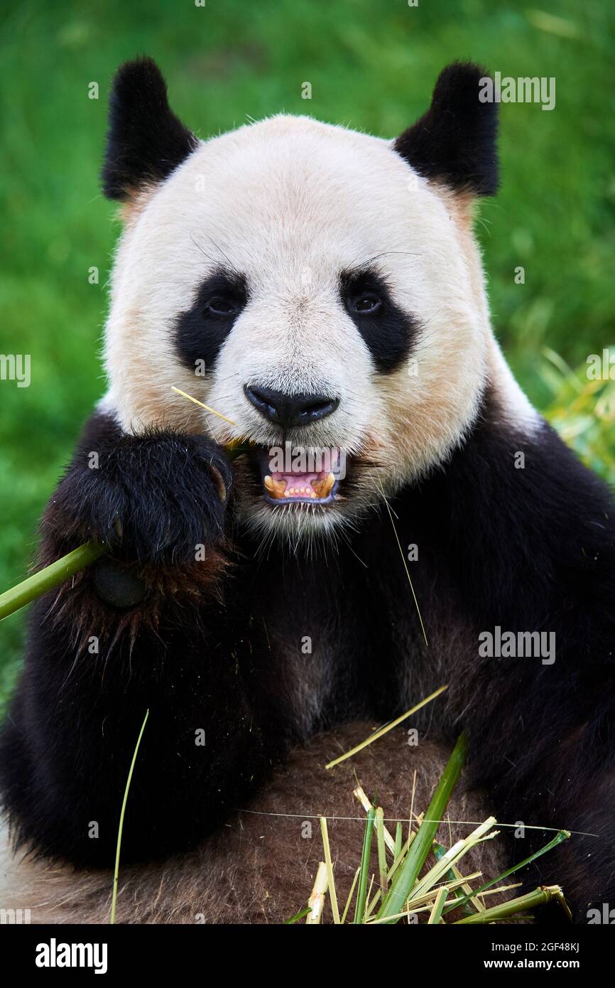Panda géant mâle mangeant du bambou (Ailuropoda melanoleuca) captif, Zoopark Beauval, France. Banque D'Images
