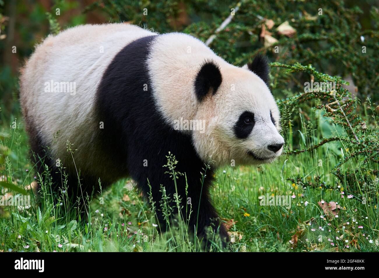 Portrait géant de panda mâle (Ailuropoda melanoleuca) captif, Zoopark Beauval, France. Banque D'Images