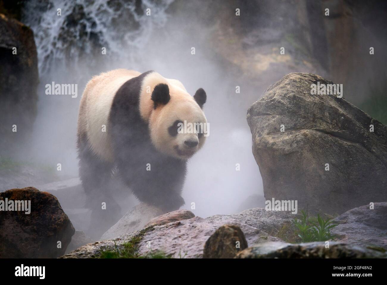 Panda géante (Ailuropoda melanoleuca) mâle dans son enceinte en brume, captive au zoo de Beauval, Saint Aignan sur cher, France. La brume est créée Banque D'Images
