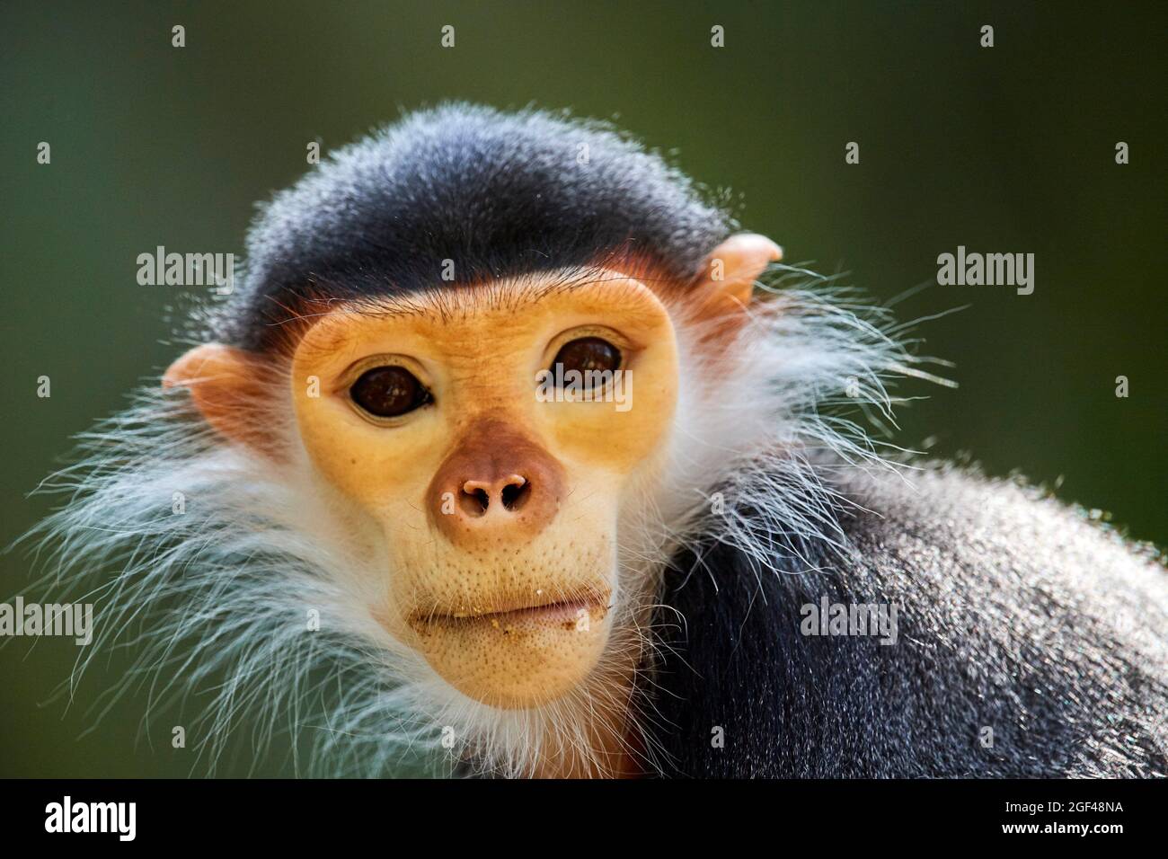 Portrait masculin de singe de Douc Langur (Pygathrix nemaeus) captif. En danger critique d'extinction sur la liste rouge de l'UICN. Zoopark Beauval, France. Banque D'Images