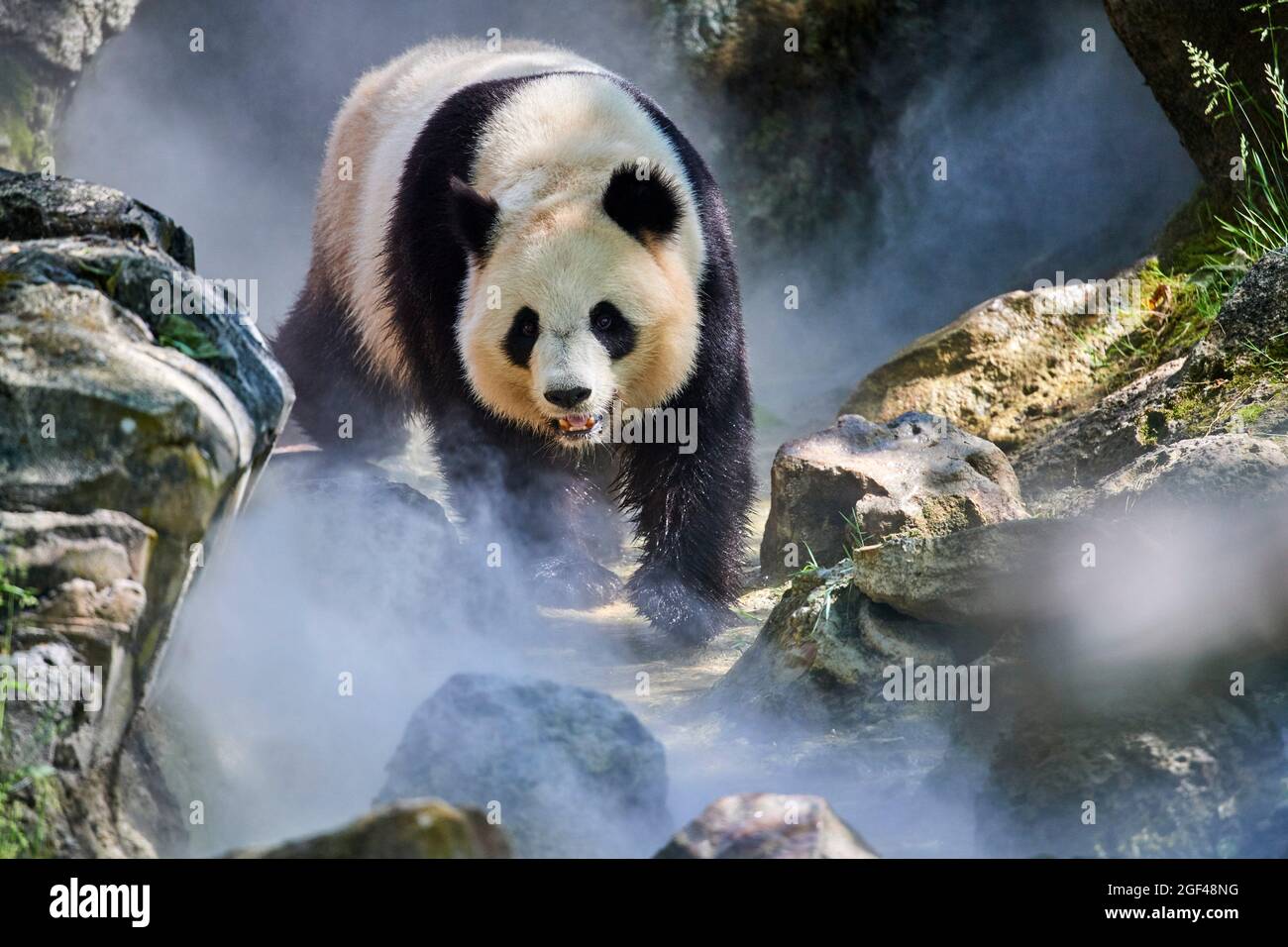 Panda géant (Ailuropoda melanoleuca) femelle Huan Huan dans son enceinte en brume, captive au zoo de Beauval, Saint Aignan sur cher, France. La brume Banque D'Images