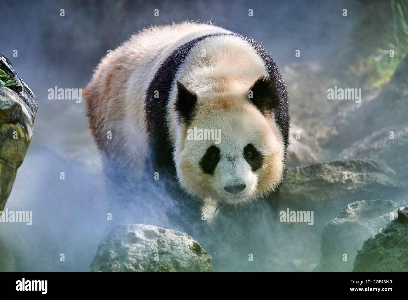 Panda géant (Ailuropoda melanoleuca) femelle Huan Huan dans son enceinte en brume, captive au zoo de Beauval, Saint Aignan sur cher, France. La brume Banque D'Images