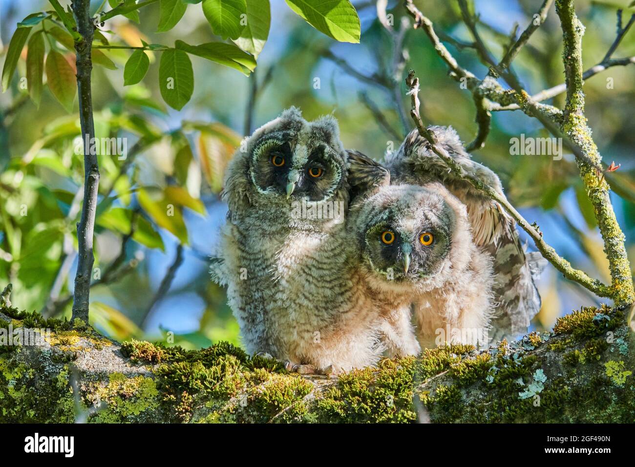 Deux poussins à longues oreilles (ASIO otus) perchés dans l'arbre. Alsace. France. Banque D'Images
