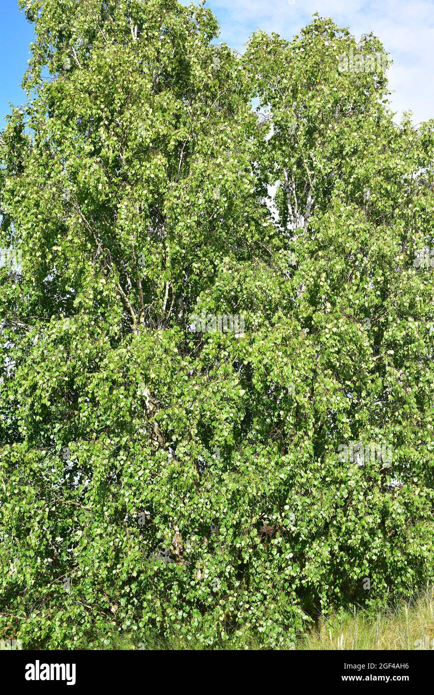 Le bouleau argenté (Betula pendula) est un arbre à feuilles caduques originaire d'Europe centrale et d'Asie. Cette photo a été prise à Scanen, en Suède. Banque D'Images