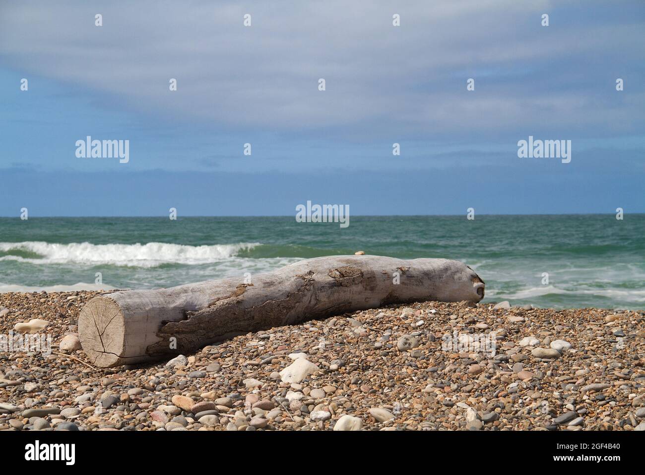Tronc d'arbre, blanchi par le soleil et l'eau salée, lavé sur une plage de galets avec un paysage marin sous ciel bleu avec des nuages Banque D'Images