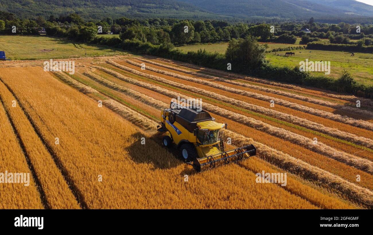 CLOGHEEN, IRLANDE - 04 août 2021 : champ de blé jaune coupé par une moissonneuse-batteuse Banque D'Images