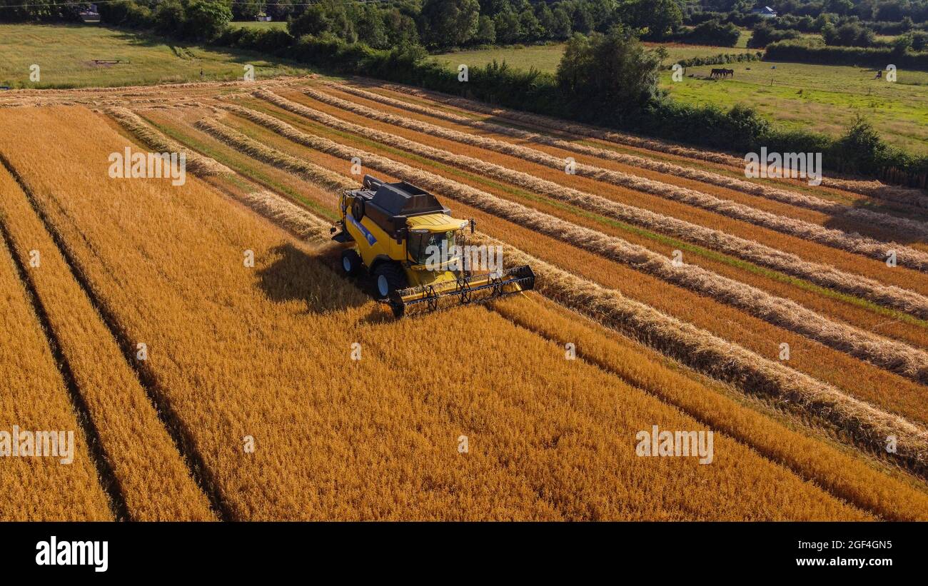 CLOGHEEN, IRLANDE - 25 juillet 2021 : champ de blé coupé par une moissonneuse-batteuse Banque D'Images