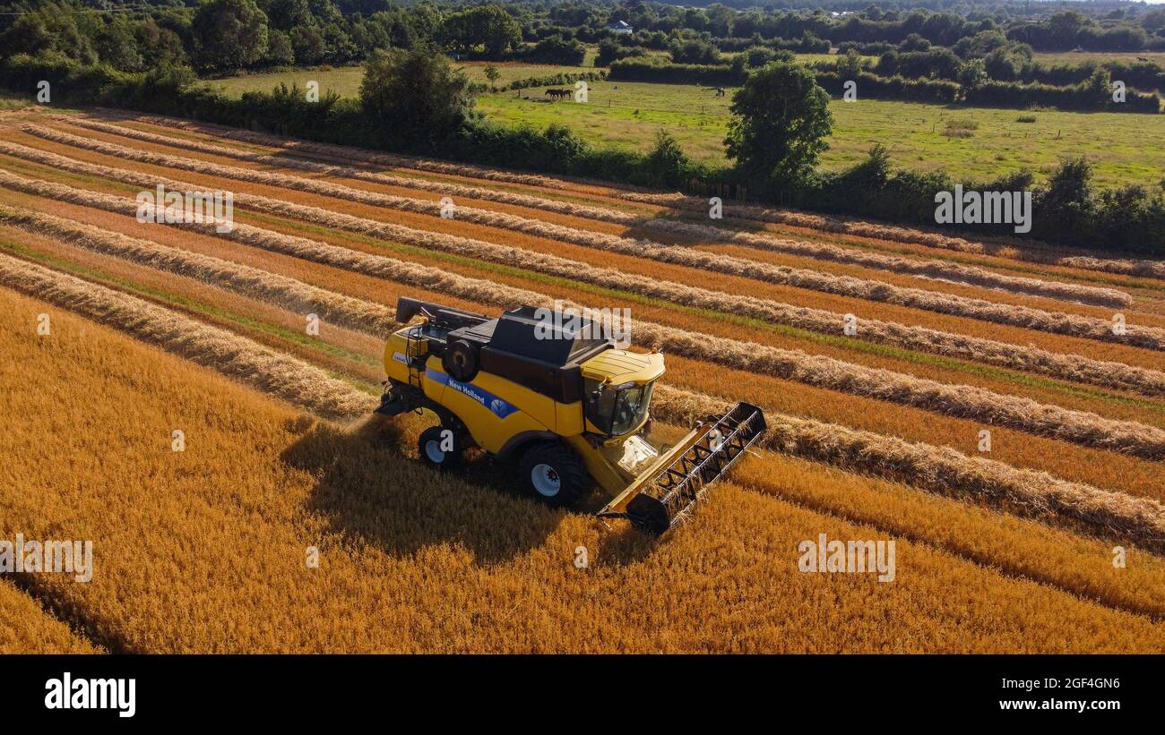 CLOGHEEN, IRLANDE - 25 juillet 2021 : champ de blé coupé par une moissonneuse-batteuse jaune Banque D'Images