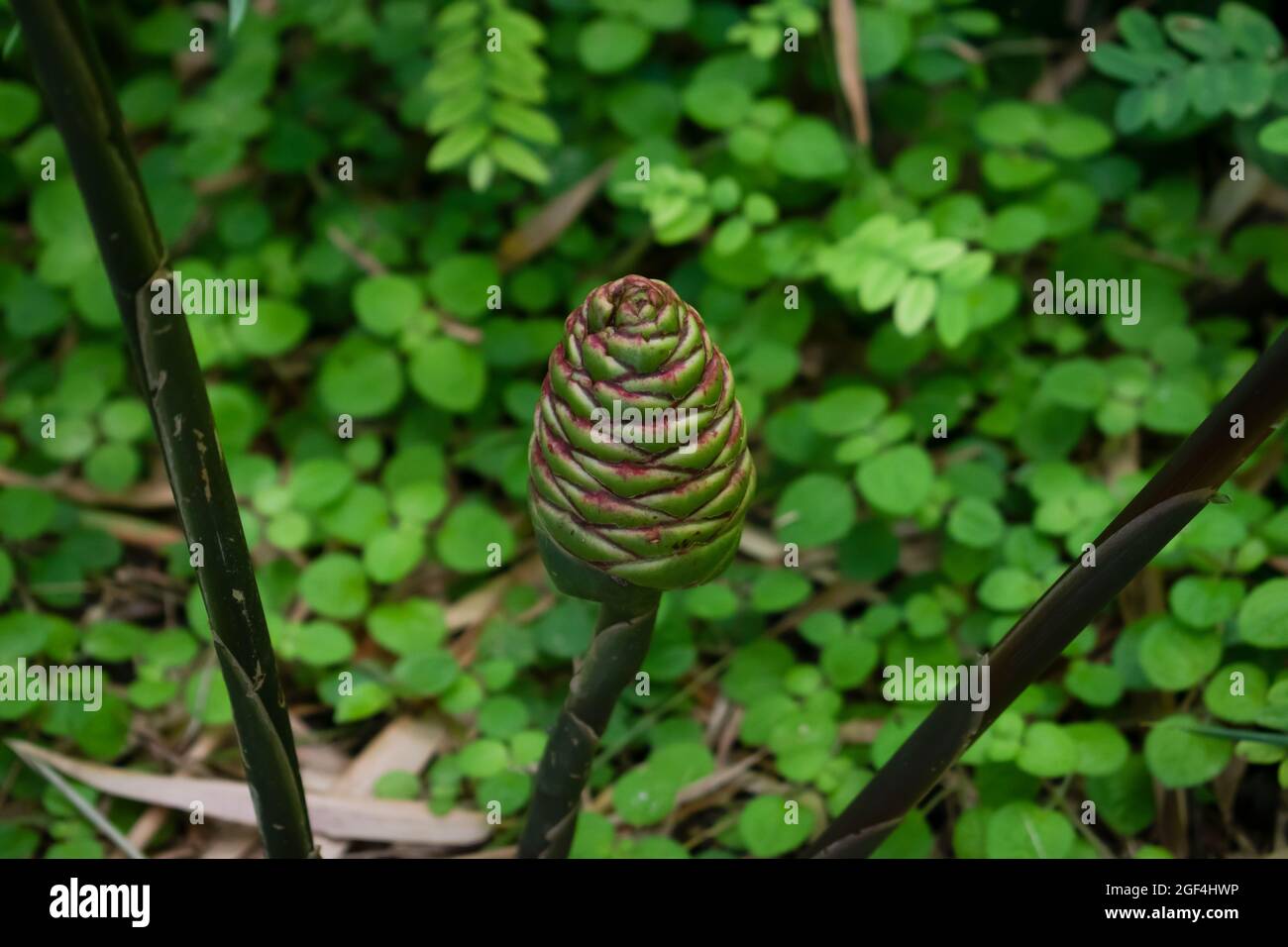 Un gros cliché d'une jeune, petite plante zingiber zerumbet ou shampooing gingembre sur un fond de nature flou et vert des feuilles et des plantes. Banque D'Images