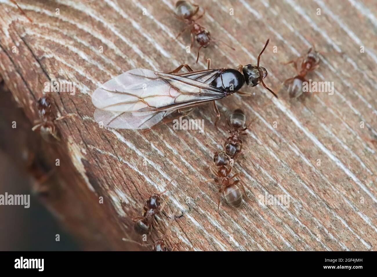 Macro de la Colorado Field Ant queen émergeant sur le bois. Banque D'Images