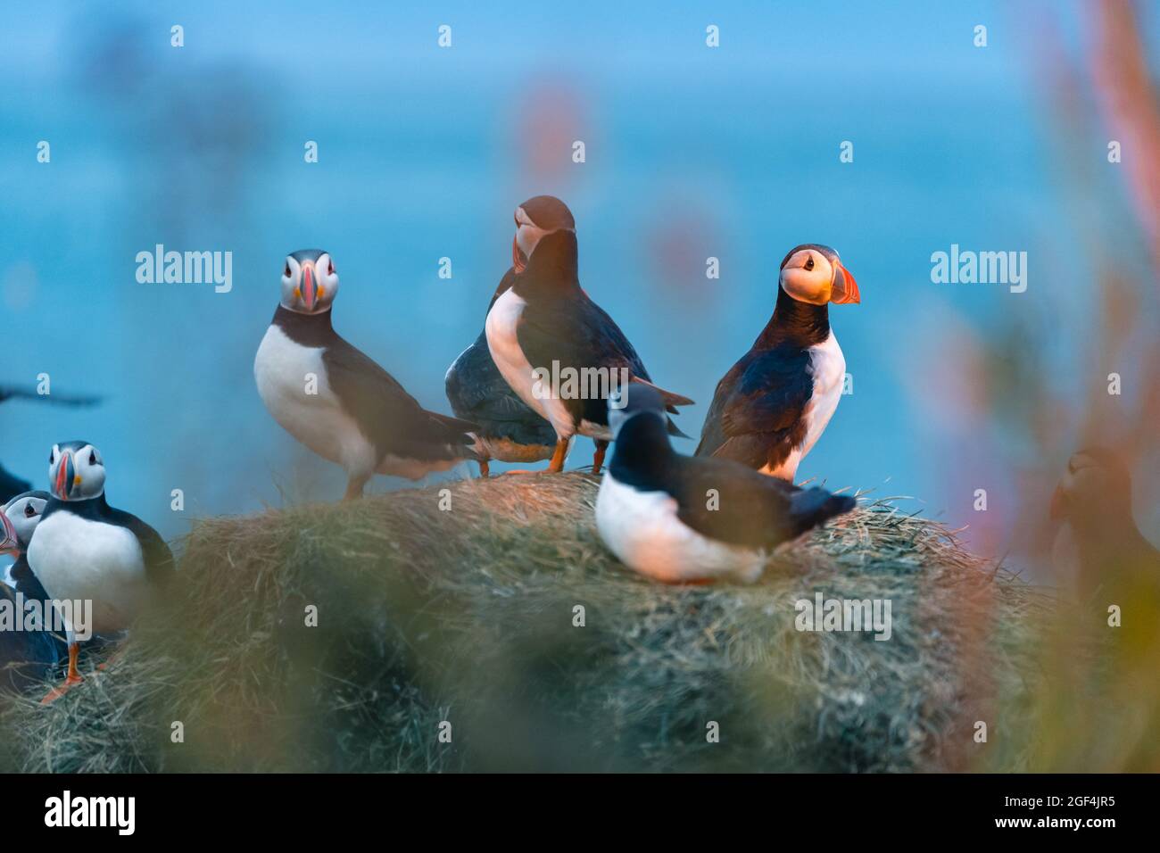 Le macareux de l'Atlantique est aussi connu comme le macareux commun. Il s'agit d'une espèce d'oiseaux de mer de la famille des auks. Islande, Norvège, Îles Féroé, Terre-Neuve-et-Labrador in Banque D'Images