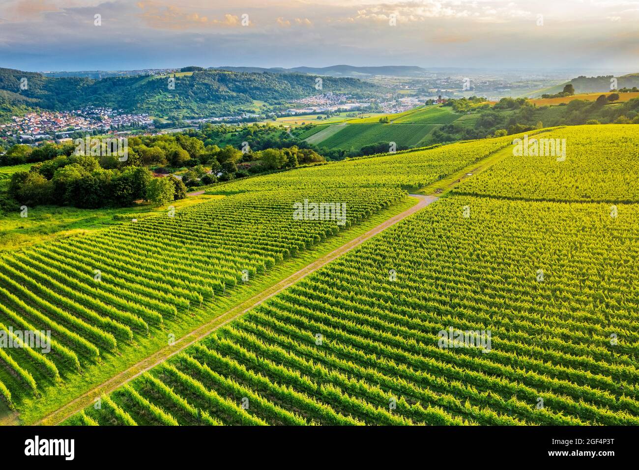Vignoble vert au coucher du soleil Banque D'Images