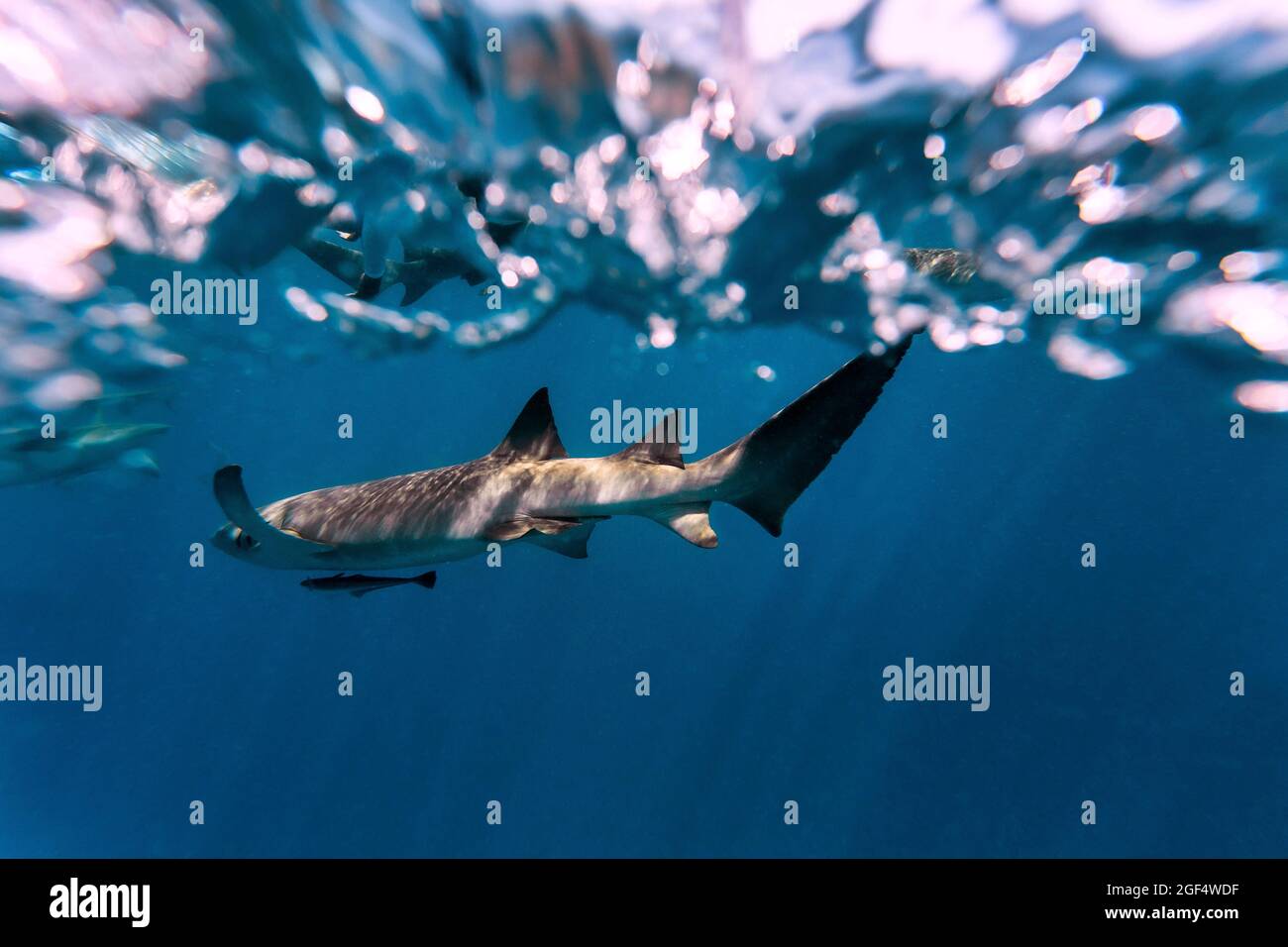 Les requins nourrices en mer bleue Banque D'Images