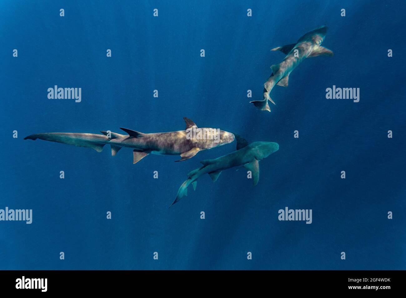 Les requins nourrices nageant en mer bleue Banque D'Images