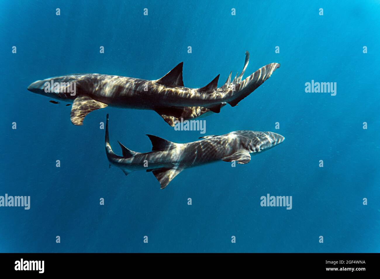 Les requins nourrices nageant en mer Banque D'Images