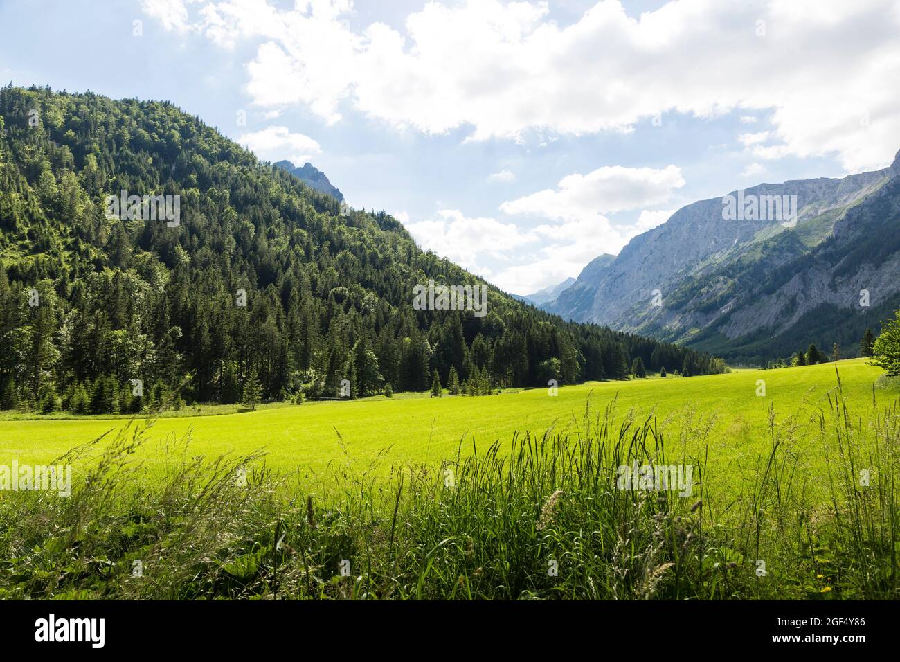 Vallée boisée dans les montagnes Hochschwab en été Banque D'Images
