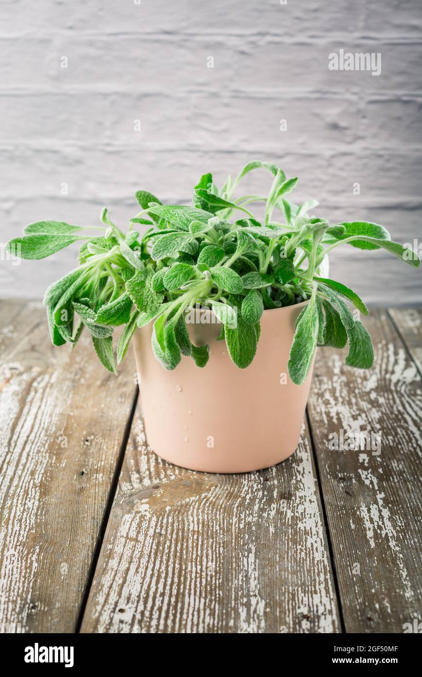 Sideritis clandestina dans un pot - Sideritis connu comme thé de montagne utilisé en médecine de fines herbes comme plante de thé de fines herbes Banque D'Images