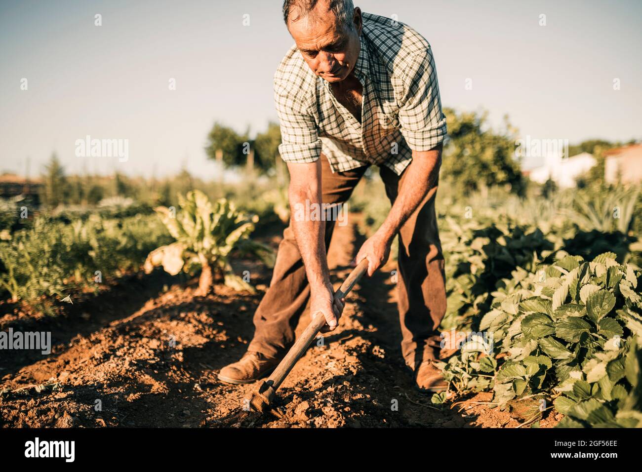 Agriculteur senior utilisant une pelle lorsqu'il travaille à la ferme Banque D'Images