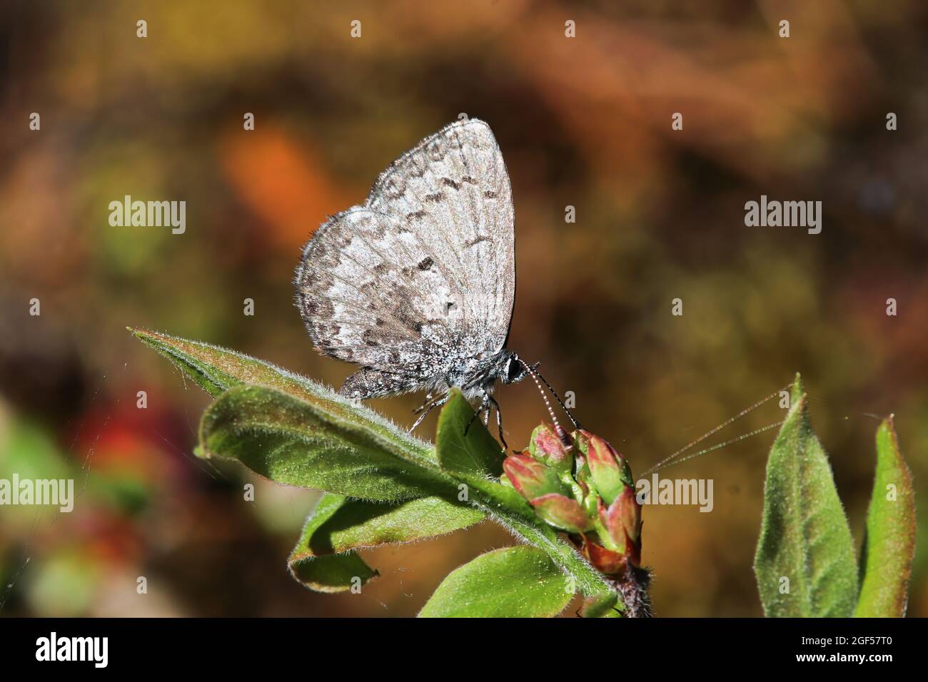 Un papillon Gossamer d'azur printanier sur fond orange Banque D'Images