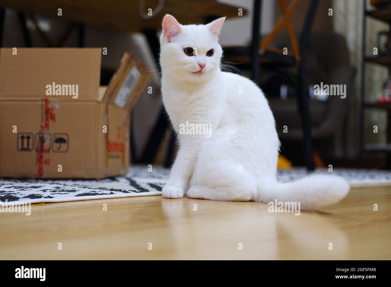 Chat Blanc A Poils Courts A L Interieur Pres De La Boite Photo Stock Alamy