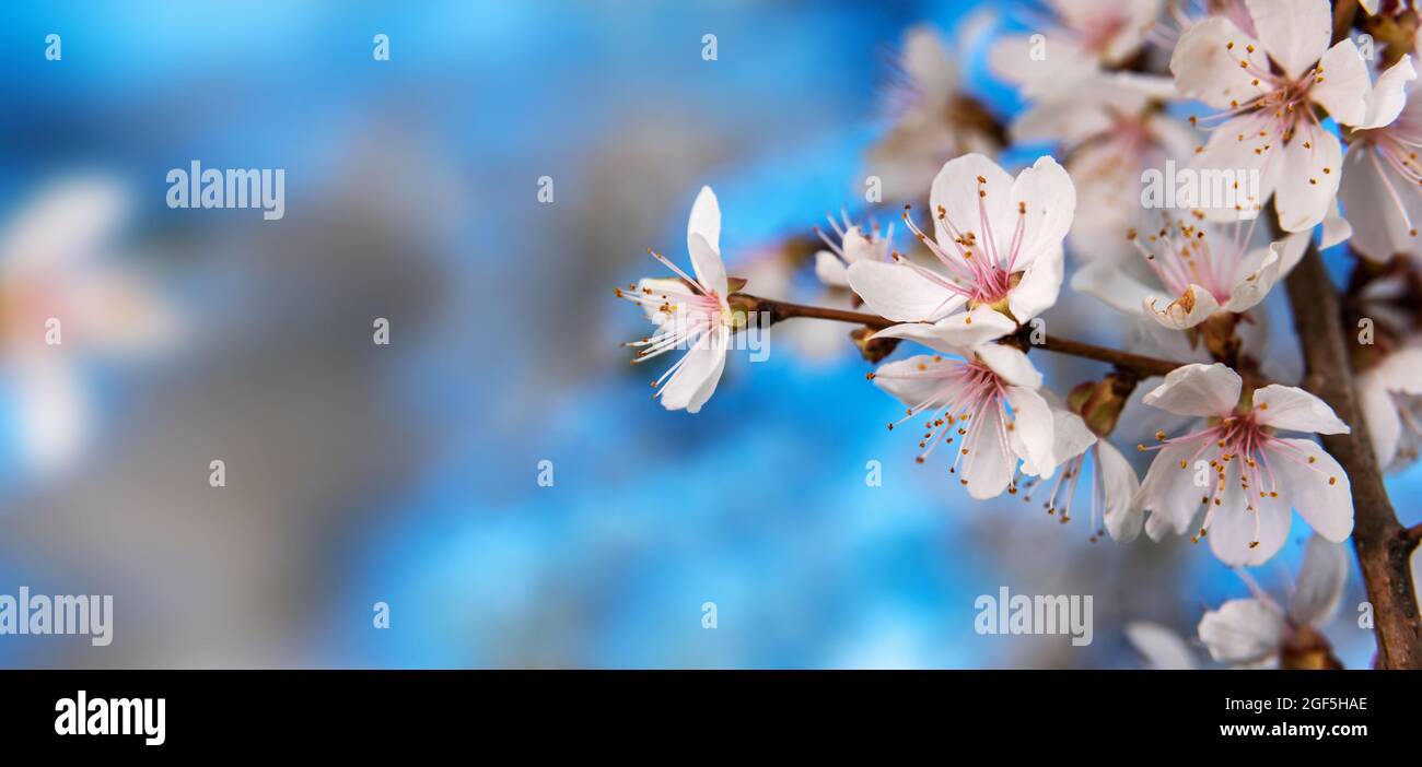 Brunch de fleurs de pommiers sur fond de ciel bleu vif Banque D'Images