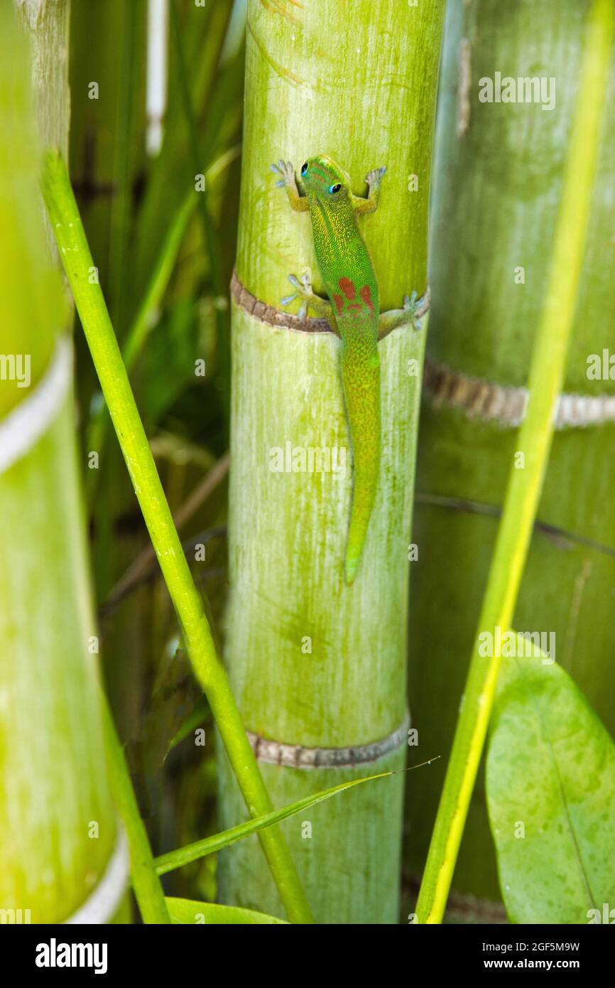 Curieux vert brillant Gold Dust Geck regardant vers le haut quelqu'un. Banque D'Images