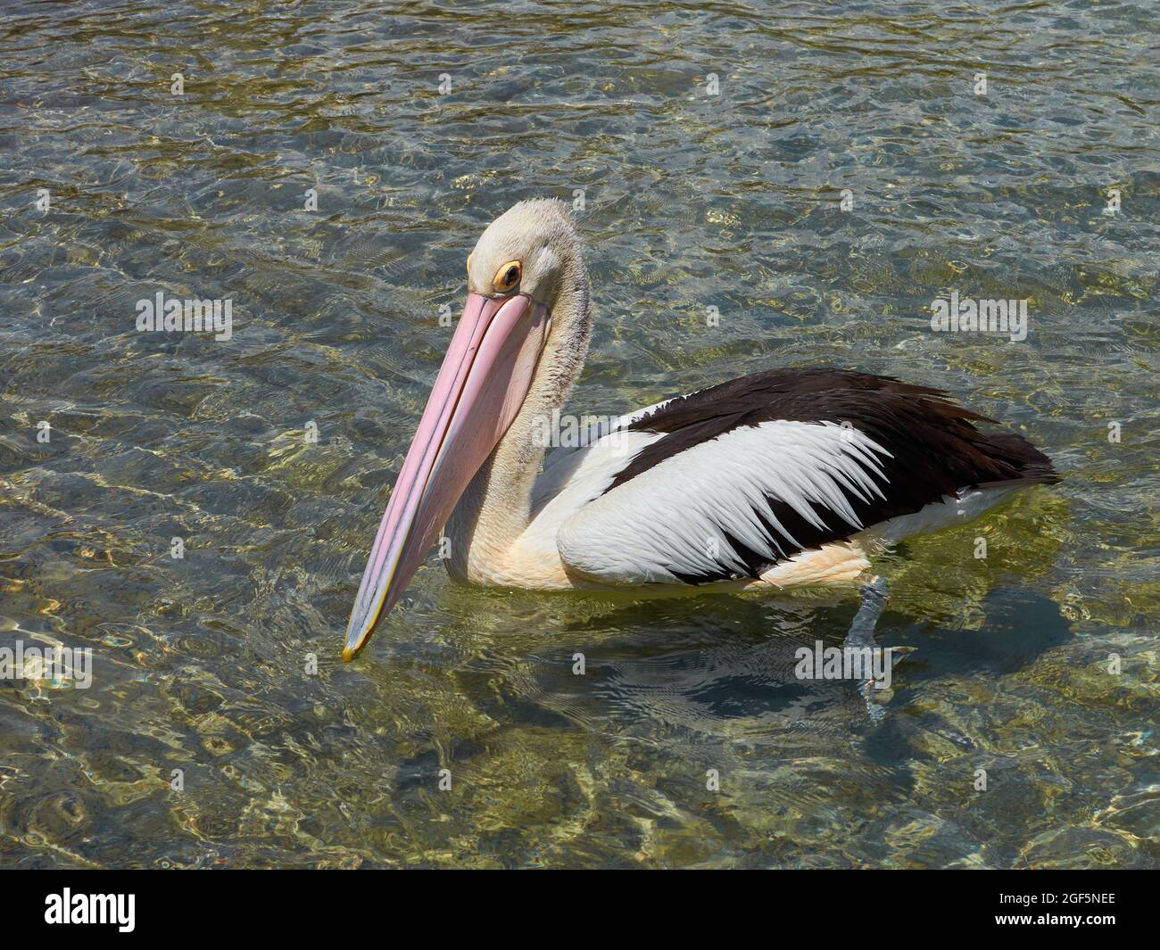 Australian Pelican Banque D'Images