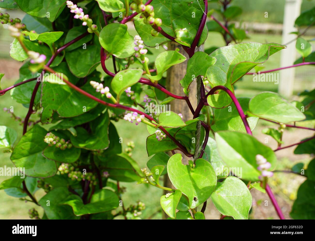 La tige rouge de Malabar Spinach avec le nom scientifique Basella Rubra Banque D'Images