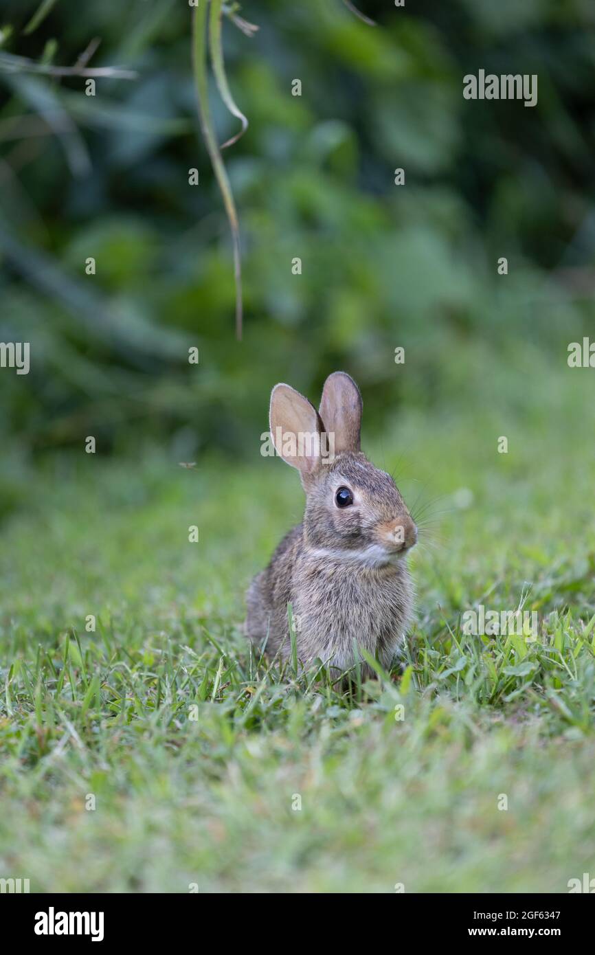 Bebe Lapin Mangeant De L Herbe Sur Une Ferme Photo Stock Alamy