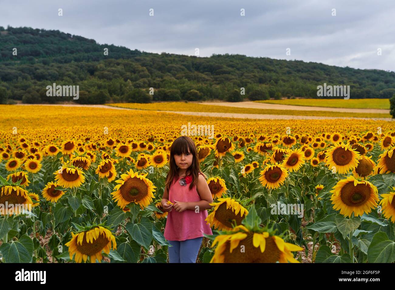 portrait d'un rif de 5 ans d'un champ de tournesol et regardant la caméra. Banque D'Images