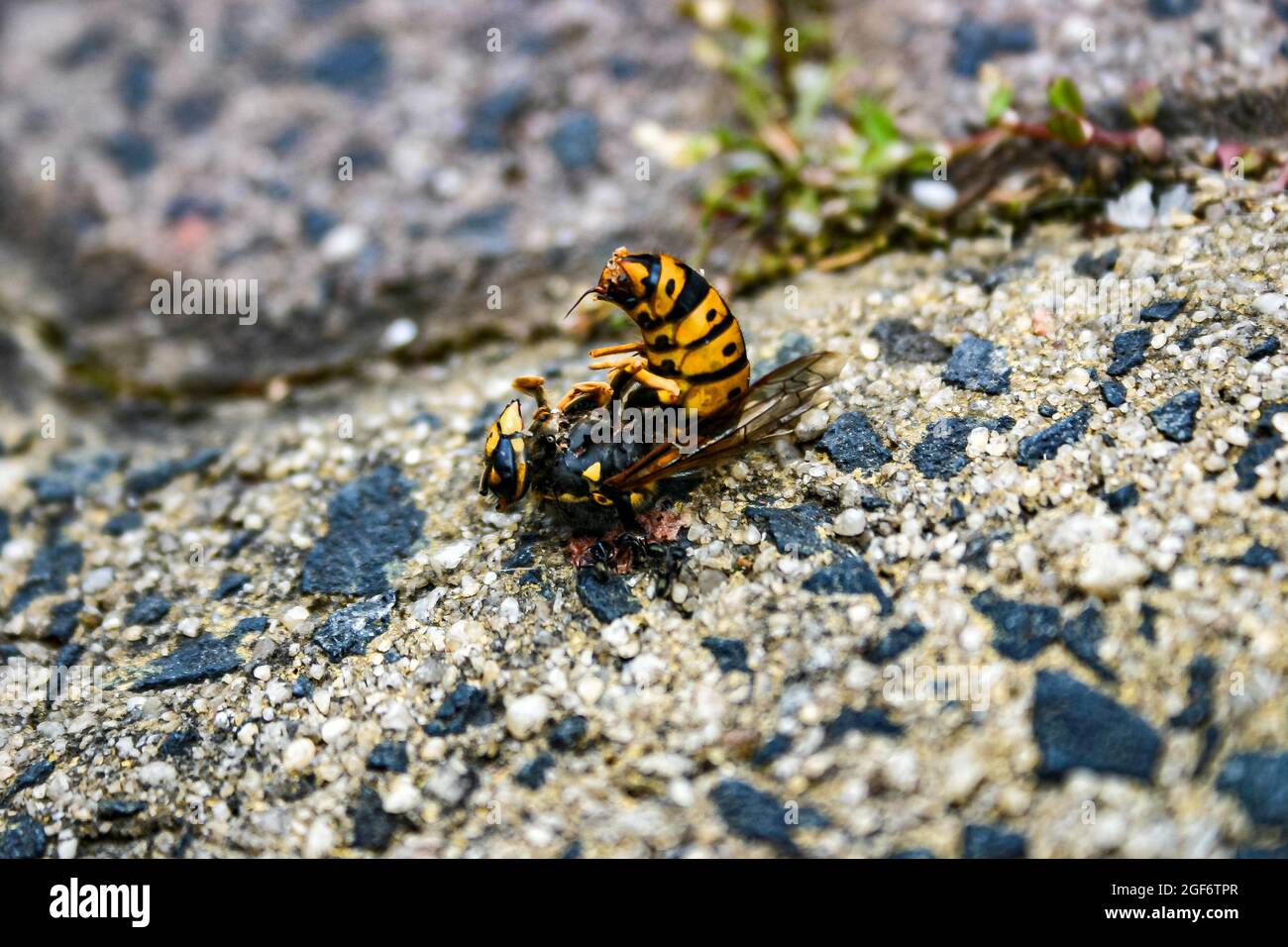 Une guêpe européenne morte, jaune vif et noire, mangée par des fourmis sur un sol sablonneux en Une guêpe européenne morte, jaune vif et noire, mangée par des fourmis sur un sol sablonneux en