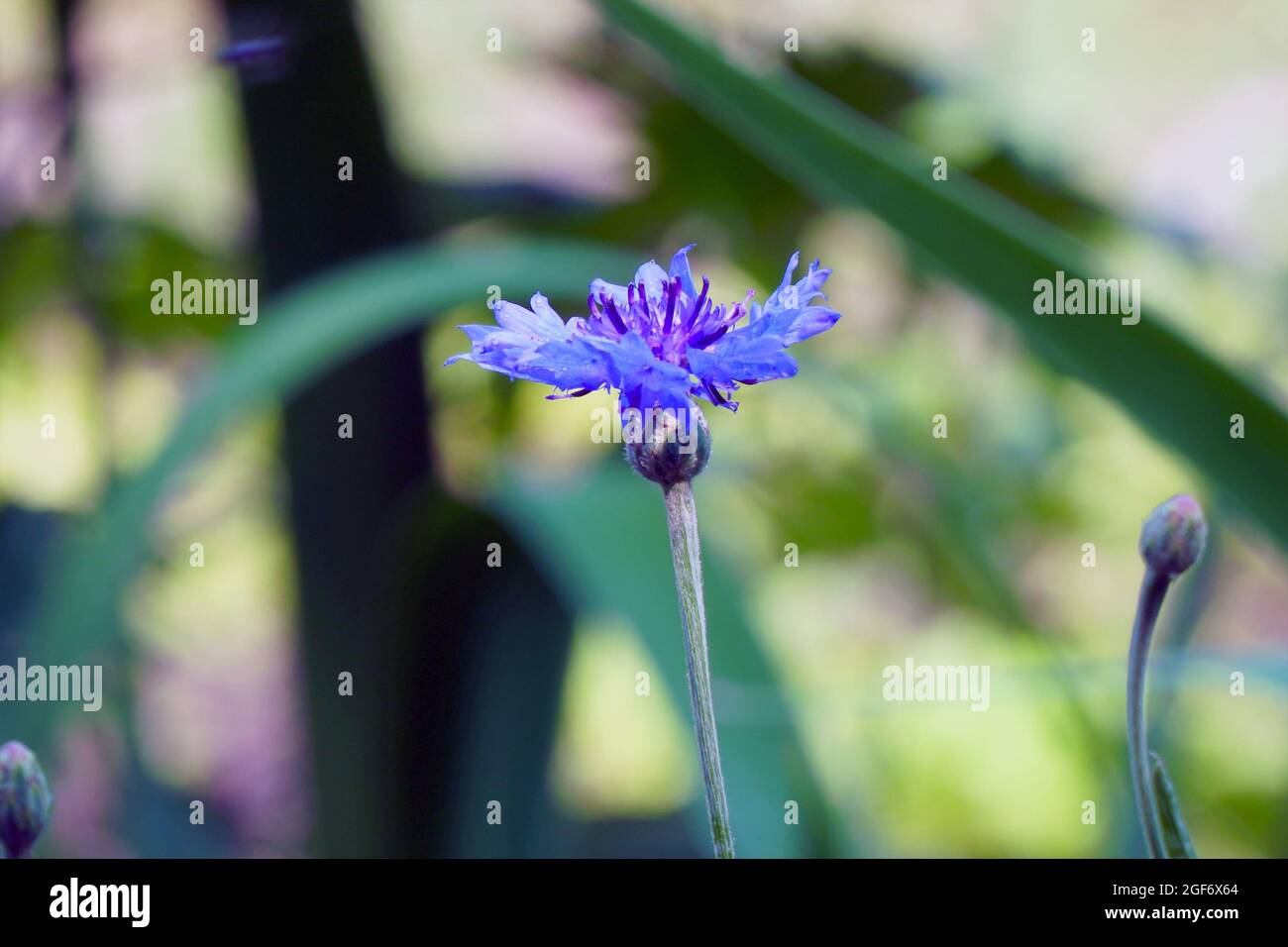 Fleur de maïs bleue dans le jardin sur fond naturel. Mise au point sélective Banque D'Images
