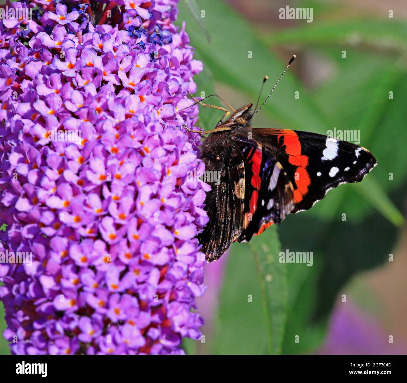 Un papillon de l'amiral rouge, Vanessa atalanta, qui s'engousse sur un Bush de Buddleia à Hellesdon, Norfolk, Angleterre, Royaume-Uni. Banque D'Images