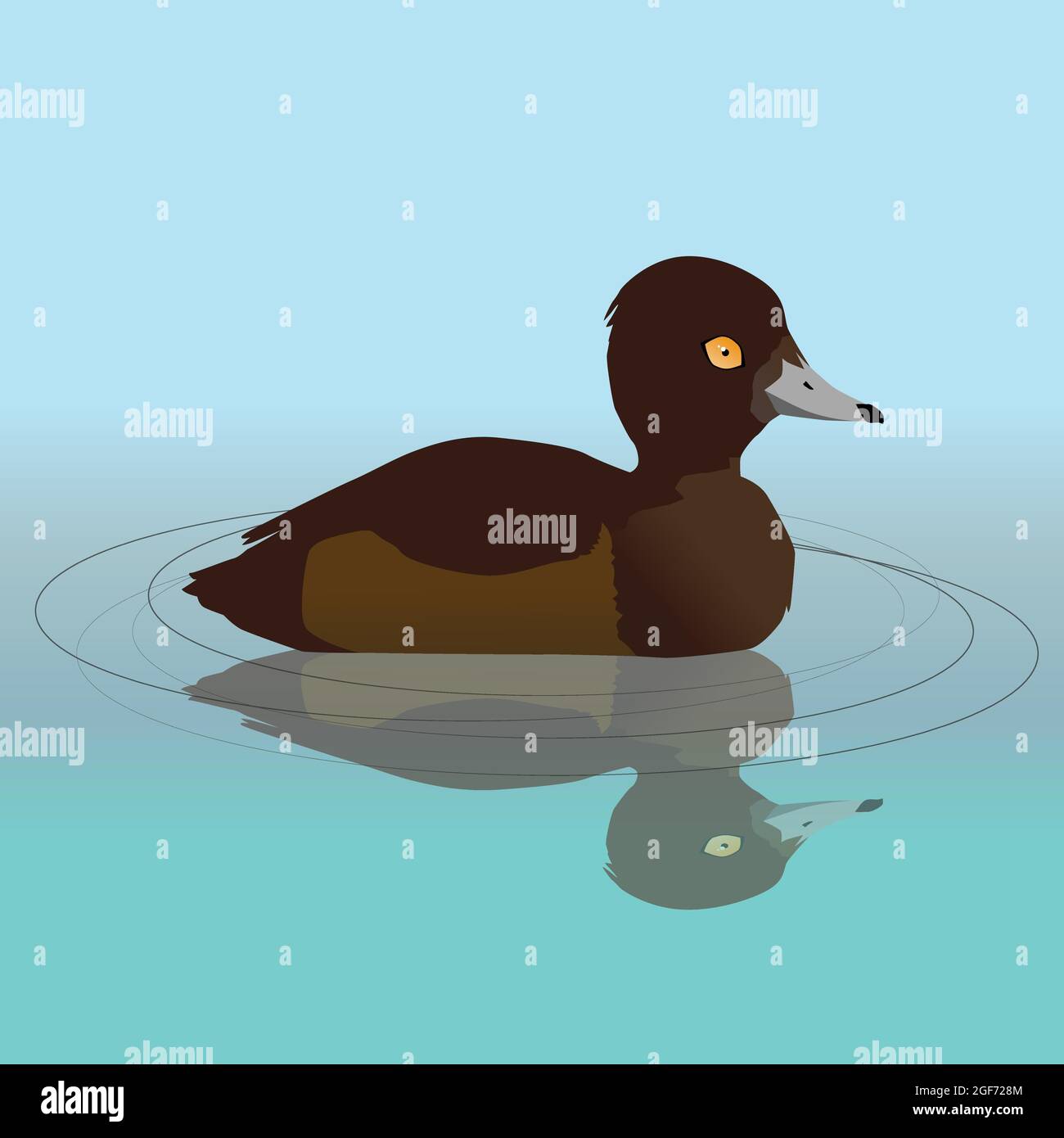 Illustration vectorielle d'un canard touffeté femelle nageant dans l'eau. Sa réflexion est visible dans l'eau. Illustration de Vecteur