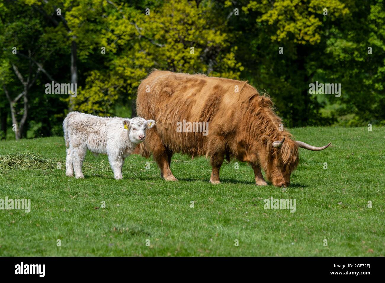 Vache des Highlands avec pâturage de veau dans le champ de Dalmeny Estate près de South Queensferry en Écosse, Royaume-Uni Banque D'Images