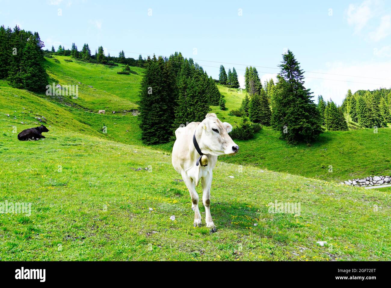 Vache sur la montagne Hahnenkamm en Autriche. Vache de montagne sur un pré luxuriant. Cloche d'auvent. Banque D'Images