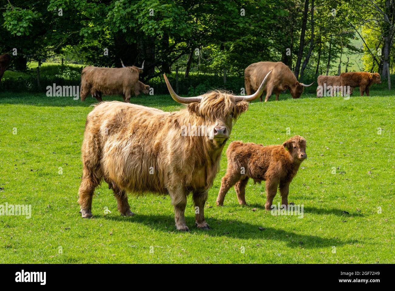 Vache des Highlands avec pâturage de veau dans le champ de Dalmeny Estate près de South Queensferry en Écosse, Royaume-Uni Banque D'Images